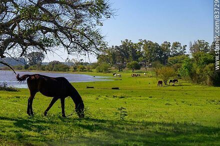Caballos pastando cerca del río Uruguay - Departamento de Salto - URUGUAY. Foto No. 83729