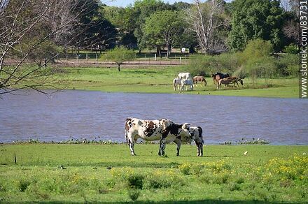 Vacas y caballos pastando cerca del río - Departamento de Salto - URUGUAY. Foto No. 83731
