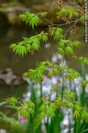 Spring in the Japanese Garden. Japanese Maple - Department of Montevideo - URUGUAY. Photo #84007
