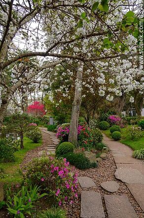 Primavera en el Jardín Japonés. Cerezo en flor - Departamento de Montevideo - URUGUAY. Foto No. 83949