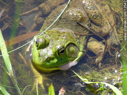 Frog - State ofNew Jersey - USA-CANADA. Photo #12642