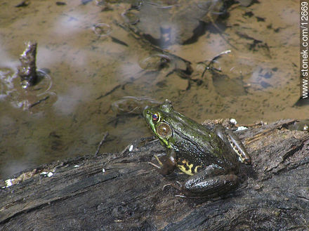 Frog - State ofNew Jersey - USA-CANADA. Photo #12669