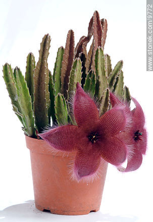 Stapelia grandiflora - Flora - IMÁGENES VARIAS. Foto No. 9772