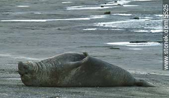Male elephant seal - Province of Chubut - ARGENTINA. Photo #5525
