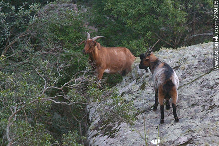 Cabras montesas - Departamento de Lavalleja - URUGUAY. Foto No. 26985