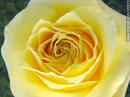 Yellow rose - Flora - MORE IMAGES. Photo #26305