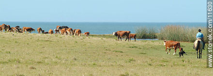 Arreando el ganado con los perros. - Departamento de Rocha - URUGUAY. Foto No. 11630
