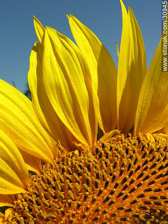 Sunflower - Flora - MORE IMAGES. Photo #30945