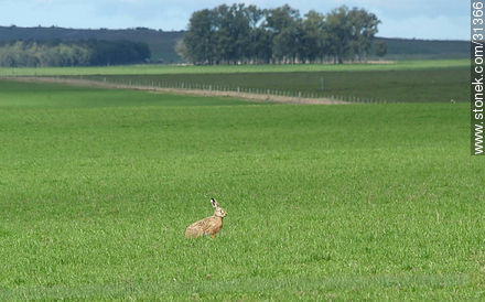 Hare in uruguayan fields -  - URUGUAY. Photo #31366