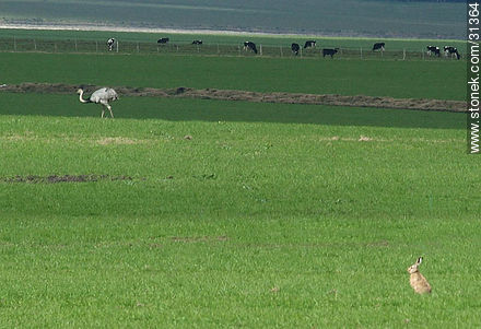 Hare, rhea and cattle in uruguayan fields -  - URUGUAY. Photo #31364