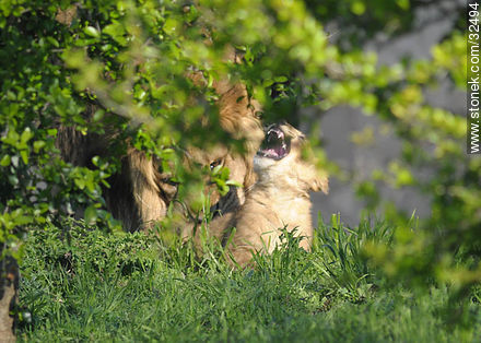 Lecocq zoo.Lion cub. - Department of Montevideo - URUGUAY. Photo #32494
