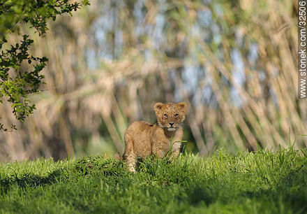 Lecocq zoo. Lion cub. - Fauna - MORE IMAGES. Photo #32506
