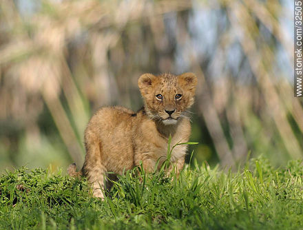 Lecocq zoo. Lion cub. - Department of Montevideo - URUGUAY. Photo #32505