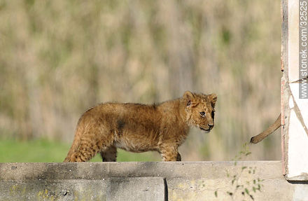 Lecocq zoo. Lion cub. - Department of Montevideo - URUGUAY. Photo #32525