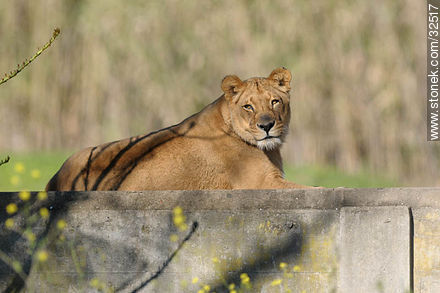 Lecocq zoo. Lioness. - Department of Montevideo - URUGUAY. Photo #32517
