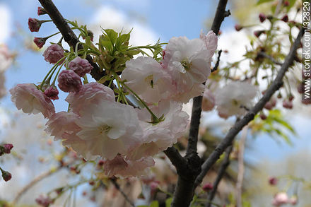 Cerezos en flor en el Jardín Japonés. - Departamento de Montevideo - URUGUAY. Foto No. 32829