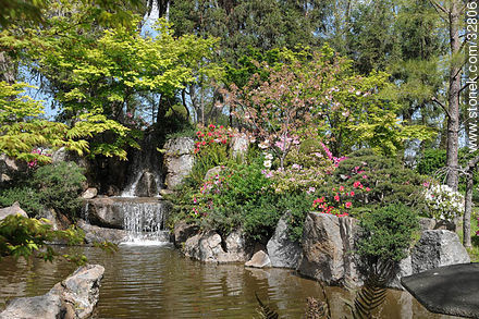 Azaleas in Montevideo Japanese Garden. - Department of Montevideo - URUGUAY. Photo #32806