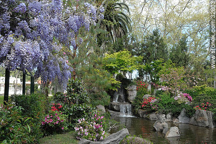 Glicinas en el jardín Japonés - Departamento de Montevideo - URUGUAY. Foto No. 32803