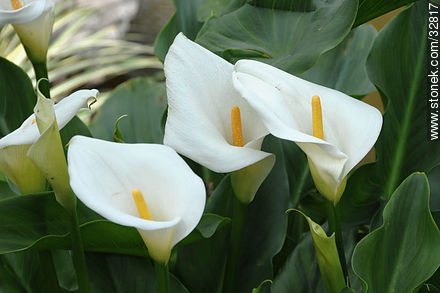 Calla lily in Montevideo Japanese Garden. - Department of Montevideo - URUGUAY. Photo #32817