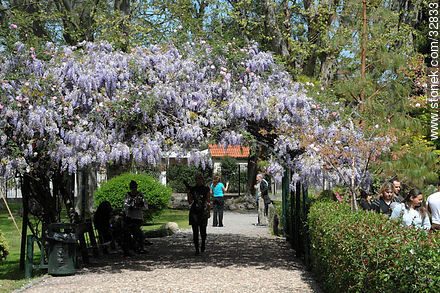 Wisteria in Montevideo Japanese Garden. - Department of Montevideo - URUGUAY. Photo #32833