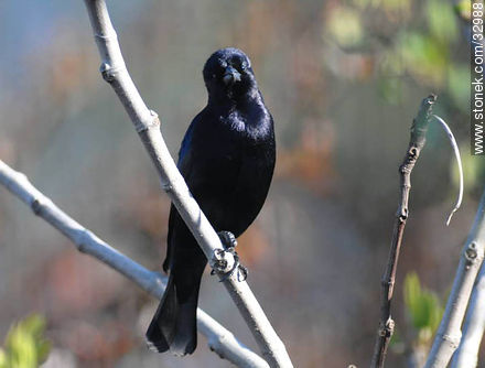 Shiny cowbird.  - Fauna - MORE IMAGES. Photo #32988