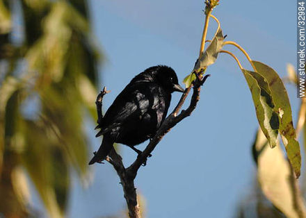 Shiny cowbird.  - Fauna - MORE IMAGES. Photo #32984