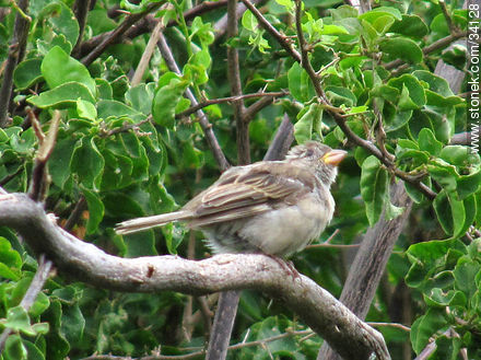 Gorrión - Fauna - IMÁGENES VARIAS. Foto No. 34128