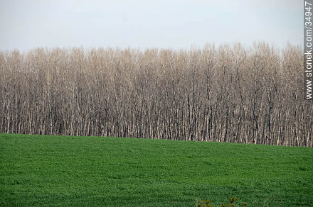 Contraste de un monte en invierno con la verde pradera. - Departamento de Colonia - URUGUAY. Foto No. 34947