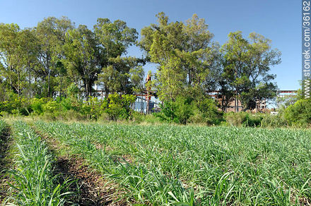 Plantación de caña de azúcar. - Departamento de Artigas - URUGUAY. Foto No. 36162