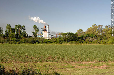 Planta industrial de ALUR - Departamento de Artigas - URUGUAY. Foto No. 36160