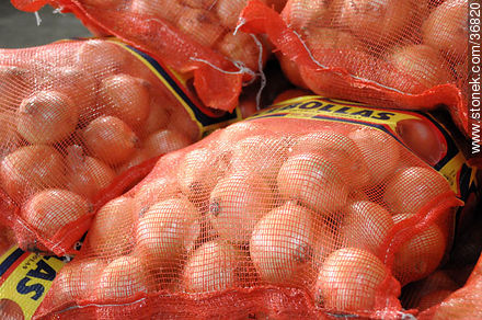 Packed onions - Department of Salto - URUGUAY. Photo #36820
