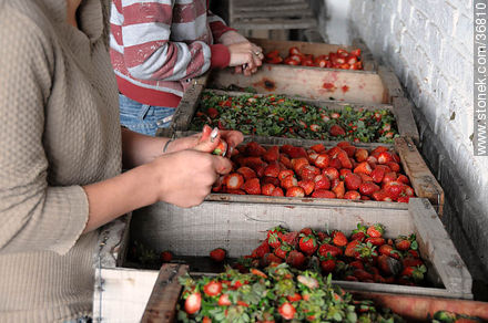 Processing strawberries - Department of Salto - URUGUAY. Photo #36810