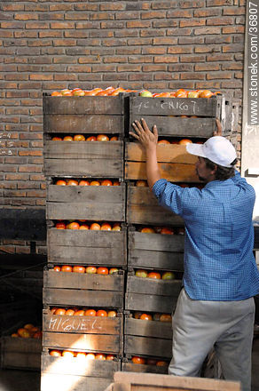 Línea de producción del tomate - Departamento de Salto - URUGUAY. Foto No. 36807