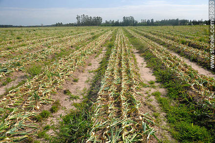 Trabajo de la cebolla en el campo - Departamento de Salto - URUGUAY. Foto No. 36803