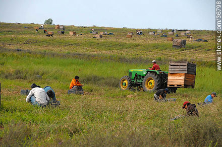 Trabajo de la cebolla en el campo - Departamento de Salto - URUGUAY. Foto No. 36798