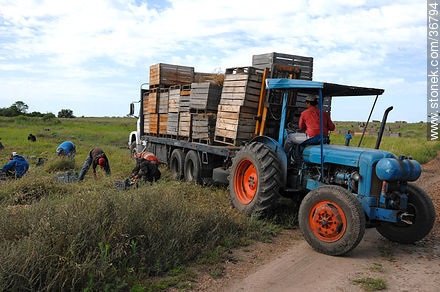 Trabajo de la cebolla en el campo - Departamento de Salto - URUGUAY. Foto No. 36794