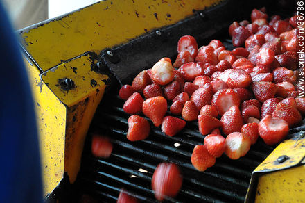 Lavado de frutillas para uso industrial - Departamento de Salto - URUGUAY. Foto No. 36786