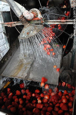 Washing strawberries - Department of Salto - URUGUAY. Photo #36785