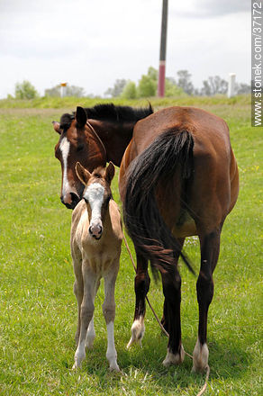 Mare and foal. - Fauna - MORE IMAGES. Photo #37172