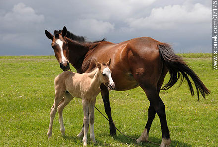 Mare and foal. - Fauna - MORE IMAGES. Photo #37176