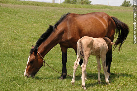 Mare and foal. - Fauna - MORE IMAGES. Photo #37186