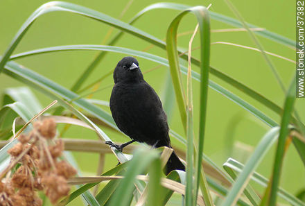 Varillero de ala amarilla - Departamento de Rocha - URUGUAY. Foto No. 37382