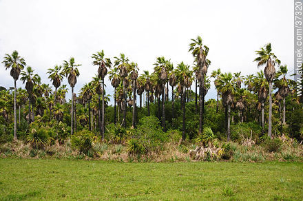 Santa Teresa National Park. - Department of Rocha - URUGUAY. Photo #37320