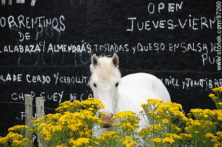 Horse in a restaurant - Department of Rocha - URUGUAY. Photo #37260