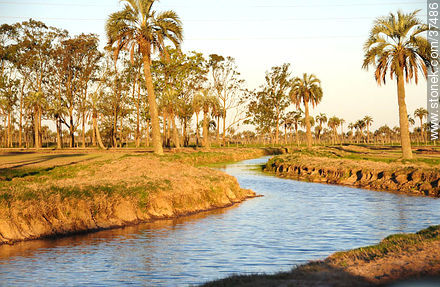 Irrigation canal - Department of Rocha - URUGUAY. Photo #37486