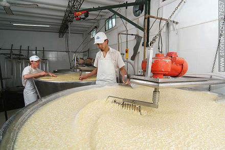 Pequeña industria de fabricación de quesos - Departamento de Colonia - URUGUAY. Foto No. 37657