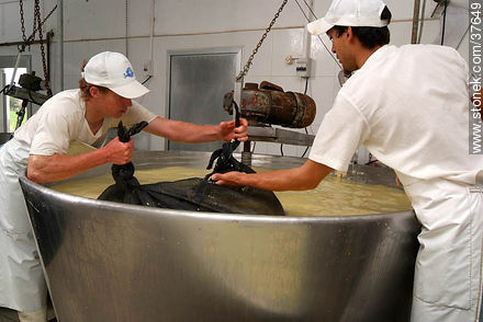 Pequeña industria de fabricación de quesos - Departamento de Colonia - URUGUAY. Foto No. 37649