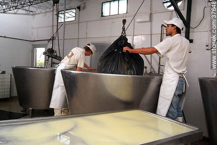 Pequeña industria de fabricación de quesos - Departamento de Colonia - URUGUAY. Foto No. 37648