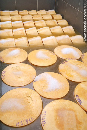 Cheese salt process - Department of Colonia - URUGUAY. Photo #37606