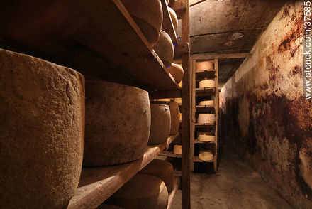 Maturing cheeses - Department of Colonia - URUGUAY. Photo #37585